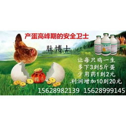 山东鲁冠兽药厂家专攻研发快速提高蛋鸡产蛋率的专用产品